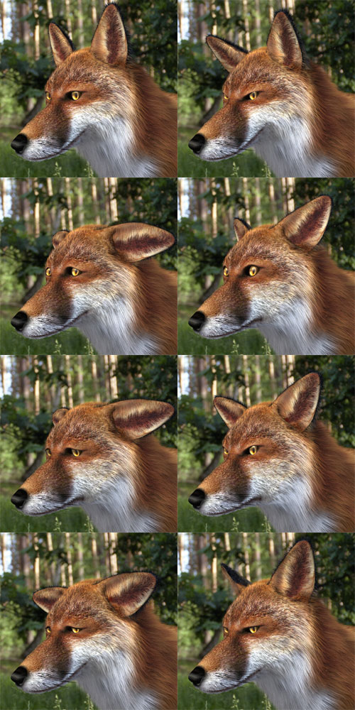 FoxFaces.jpg