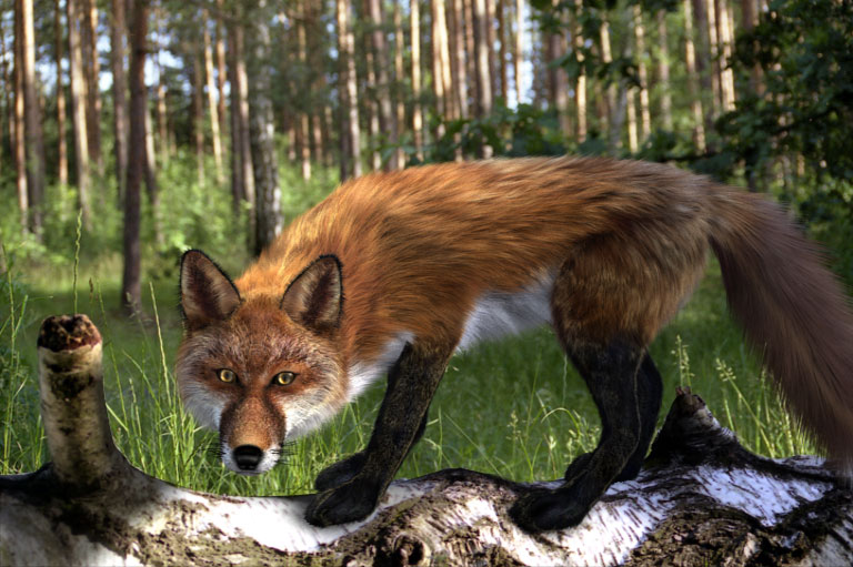 FoxForest_V2c.jpg